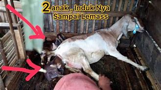 Kambing Melahirkan Kambing Melahirkan 2 Anak Berapa Tahun